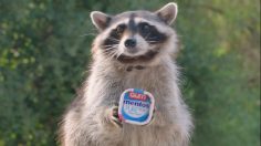 Capture-d’écran-2022-10-21-145028-236x132