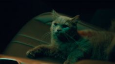 Capture-d’écran-2023-01-27-122051-236x132