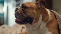 Capture-d’écran-2023-02-23-163528-236x132