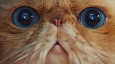 Capture-d’écran-2023-04-07-122333-236x132