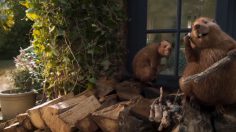 Capture-décran-2024-04-03-145015-236x132