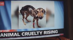 Capture-décran-2024-04-12-110449-236x132