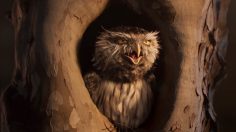 Capture-d’écran-2024-04-25-105230-236x132