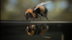 Capture-décran-2024-06-19-101420-236x132