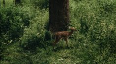 Capture-décran-2024-09-11-173418-236x132