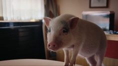 Capture-décran-2024-10-04-111252-236x132