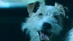 Capture-d’écran-2024-10-24-162435-236x132