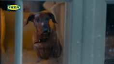 Capture-décran-2024-11-13-170853-236x132