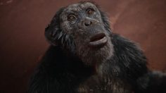 Capture-décran-2024-11-26-113631-236x132