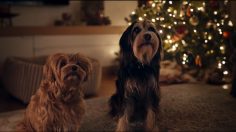 Capture-d’écran-2024-12-12-100931-236x132