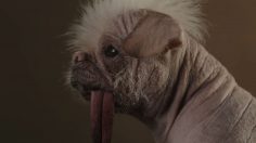 Capture-décran-2025-04-04-173405-236x132