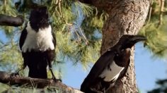 Capture-d’écran-2025-04-07-155533-236x132