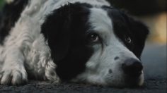 Capture-décran-2025-06-25-150458-236x132