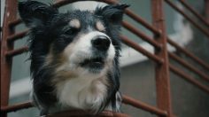 Capture-d’écran-2025-10-23-173726-236x132