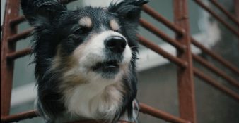 Capture-d’écran-2025-10-23-173726-338x175