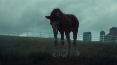 Capture-décran-2026-01-28-154335-236x132