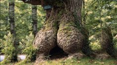 Capture-décran-2026-03-13-115543-236x132