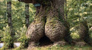 Capture-décran-2026-03-13-115543-321x175